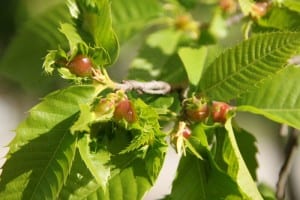 Castagno attaccato dal Cinipide - Lotta biologica al Cinipide galligeno