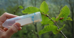 Rilascio del Torymus sinensis - Lotta biologica al Cinipide galligeno