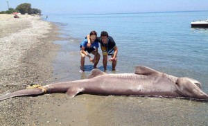 Coste calabresi si moltiplicano gli avvistamenti di squali nel mediterraneo