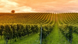 vigneto - Coldiretti Calabria: 2014 buona annata per il vino calabrese