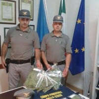 Coltivazione di cannabis, un arresto a Sant'Agata d'Esaro
