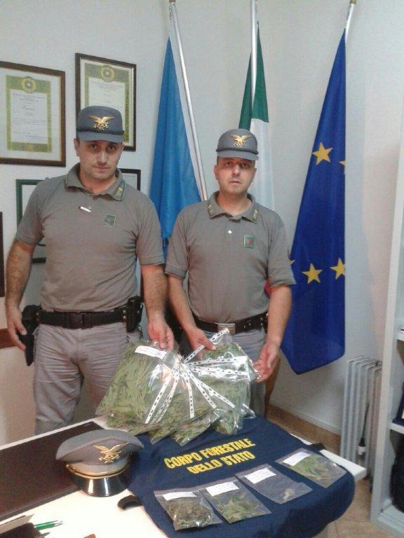 Coltivazione di cannabis, un arresto a Sant'Agata d'Esaro