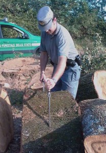 Furto di legname, arresti e denunce a Pietrapaola e Campana (foto di repertorio)