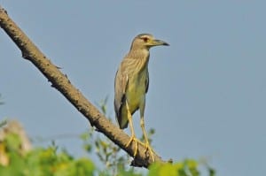 Lago di Tarsia e Foce del Crati, Riserve perfette per nidificare