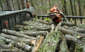 Parco nazionale della Sila, deferiti due uomini per furto di legna