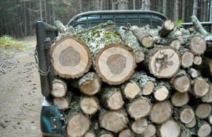 Parco nazionale della Sila, deferiti due uomini per furto di legna in località Cicerata (Crotonei)