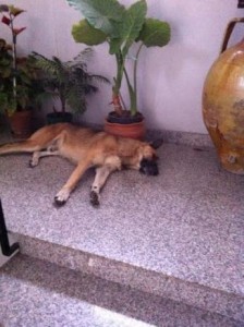 Mandatoriccio, sparano ad un cane per intimidire il sindaco