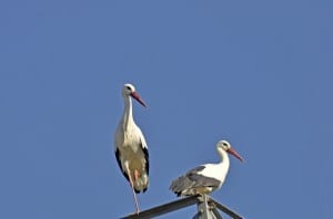 Coppia di cicogna bianca