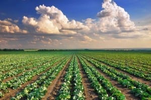 Imu sui terreni agricoli