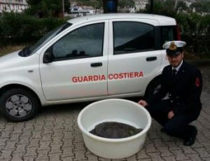 Guardia Costiera - Tartaruga ferita su una spiaggia di Fuscaldo - Caretta caretta salvata dalla Guardia Costiera a Fuscaldo - E' una Caretta caretta la tartaruga trovata ieri sulla spiaggia di Messinette, a Fuscaldo Marina, da un cittadino della zona, che l'ha vista ferita riversa sulla spiaggia, e ha provveduto ad allertare subito l'uffico Marittimo di Cetraro