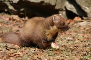 Martora (Martes martes)