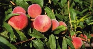 violenta grandinata distrugge il 40 % della coltura di pesche e albicocche nella sibaritide