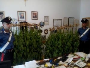 marijuana arresto