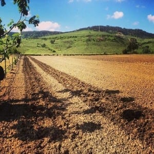 Terreno lavorato