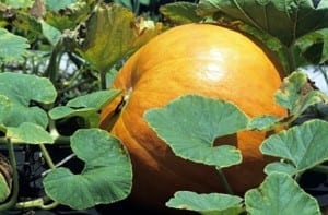 zucca
