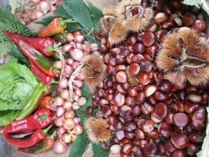 Sud e agricoltura