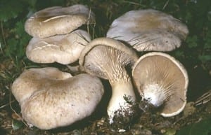 funghi