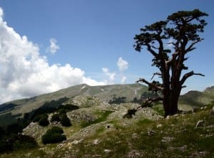 Pollino