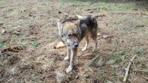 Canide esemplare recuperato il 25 aprile 2016