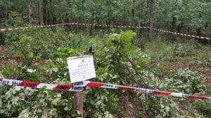 Tratti in arresto due giovani di San Basile per furto di legna sul Pollino