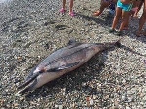 Delfino spiaggiato a Guardia Piemontese
