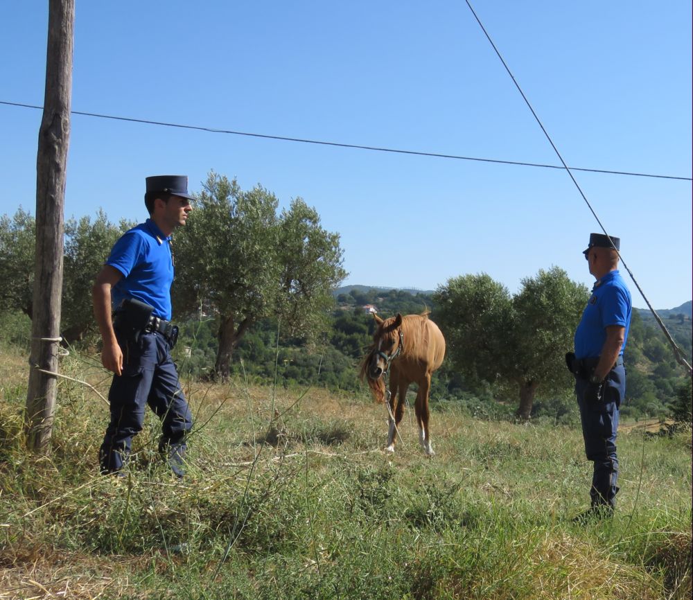 La Polizia Provinciale di Cosenza impegnata contro il maltrattamento degli animali