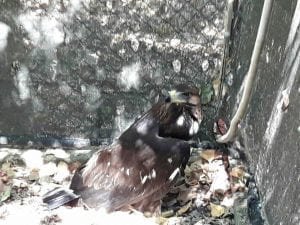 aquila reale ricoverata al cras di Rende