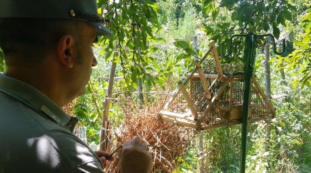 Dipignano, pensionato denunciato per uccellagione