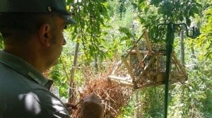 Dipignano, pensionato denunciato per uccellagione