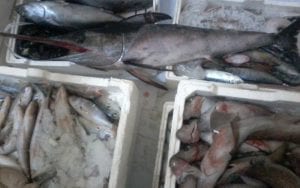 Vendeva pesce in cattivo stato di conservazione, denunciato gestore di una pescheria di Santa Maria del Cedro