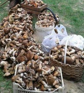 Raccolta di funghi in Sila