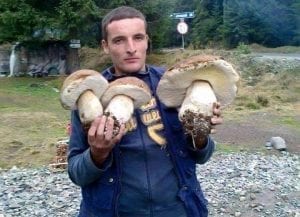 Raccolta di funghi porcini straordinaria in Sila