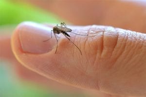 Imenotteri: come gestire l'allergia per la puntura di insetto