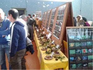 Prossimamente la XVII mostra micologica "Città di Catanzaro"