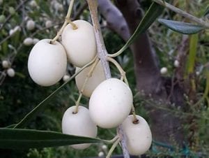 olive bianche