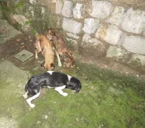 Cani ridotti a pelle e ossa