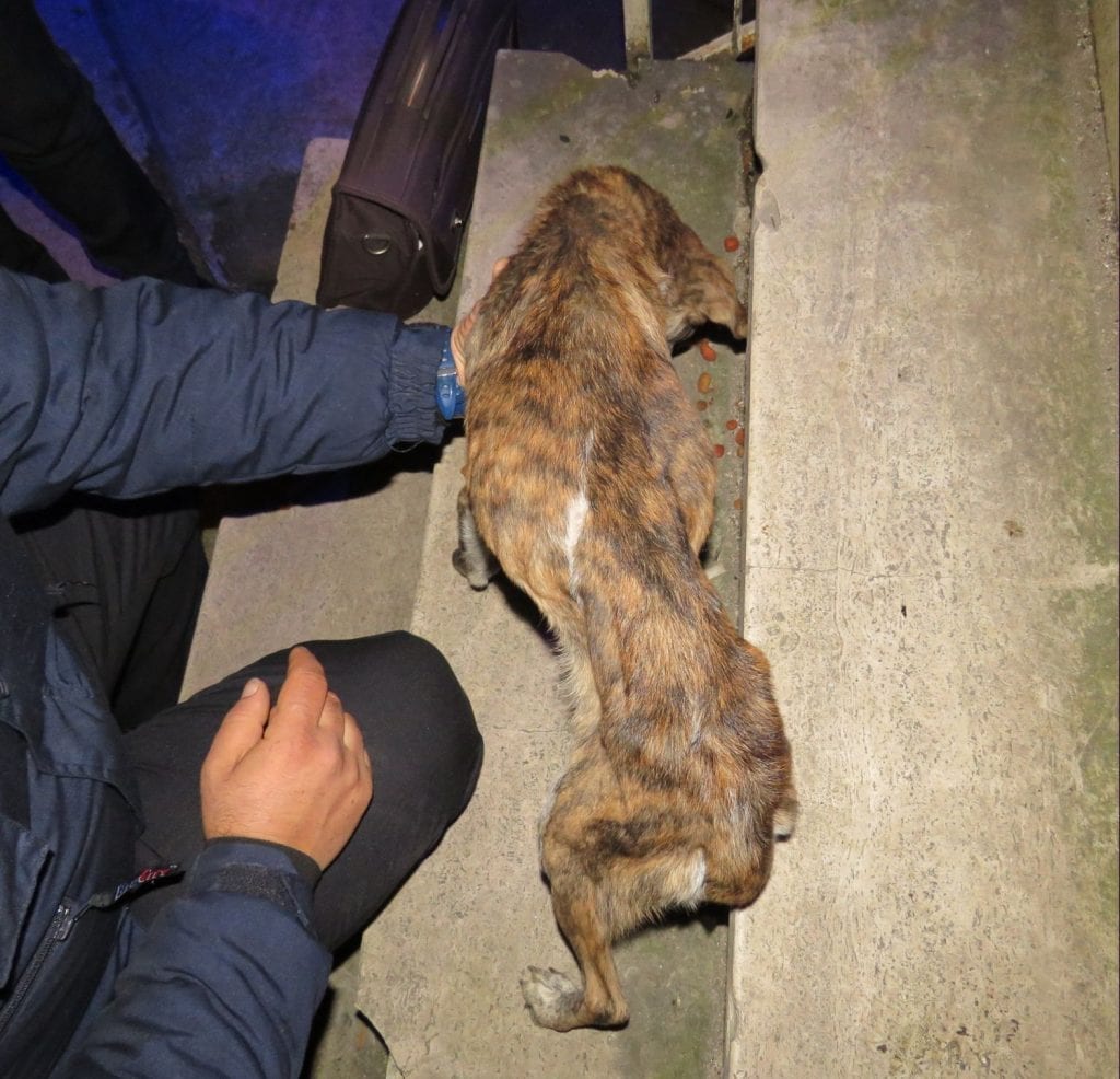 Polizia provinciale di Cosenza denuncia un uomo per maltrattamento di animali