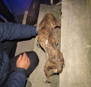 Polizia provinciale di Cosenza denuncia un uomo per maltrattamento di animali