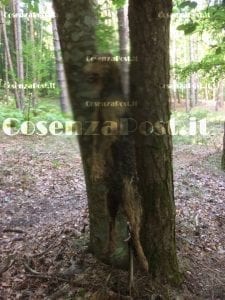 Orrore a Montalto Uffugo, trovato un cane impiccato