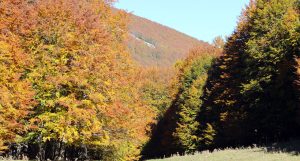 Parco Nazionale del Pollino in autunno