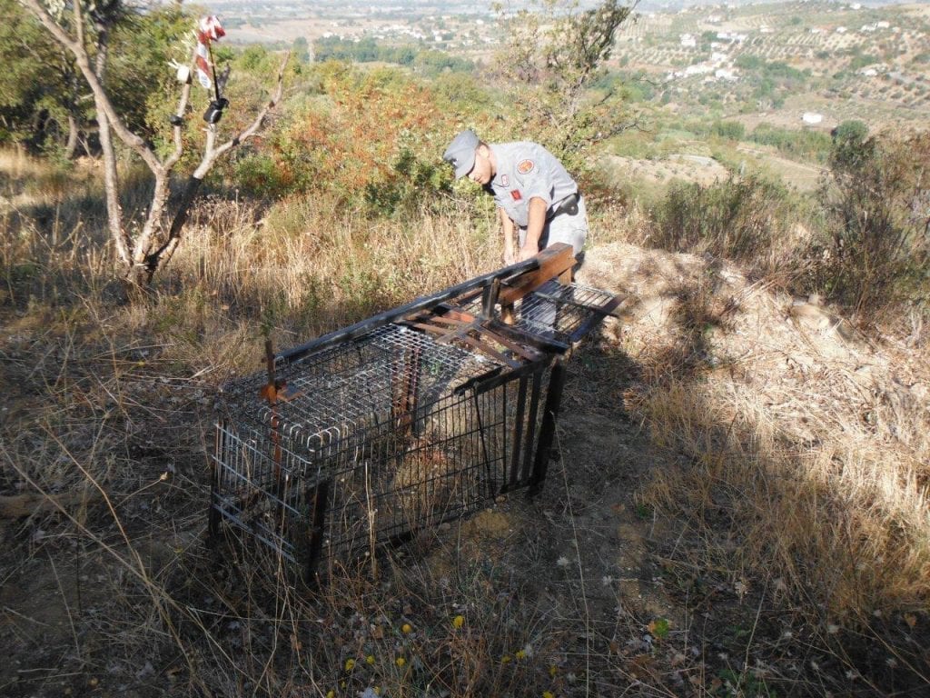 Trappola per cinghiali