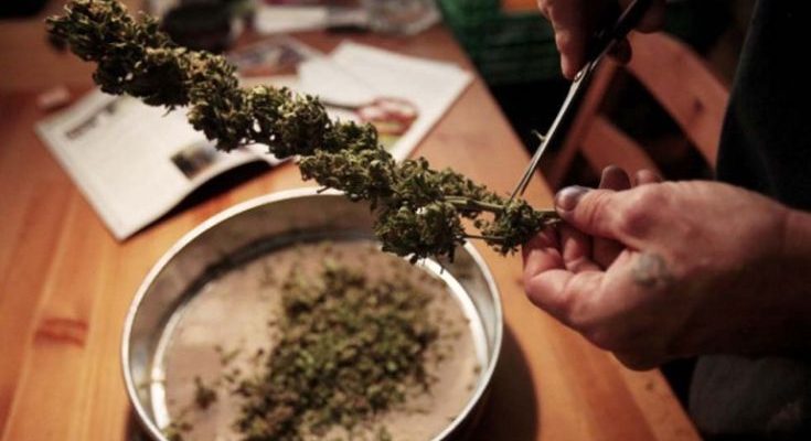 Legalizzazione Cannabis a Cosenza