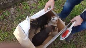 cani abbandonati a Donnici
