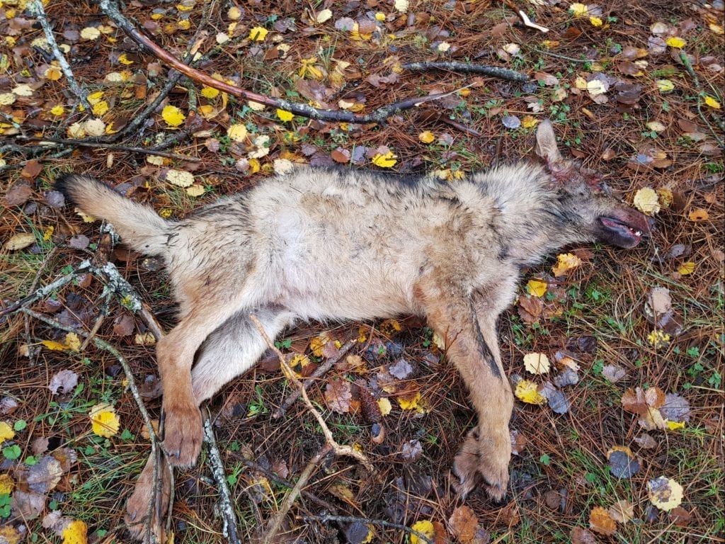 carcassa lupo