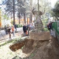 Festa dell'Albero a Cosenza