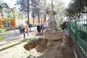 Festa dell'Albero a Cosenza