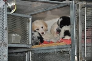 Cani sequestrati