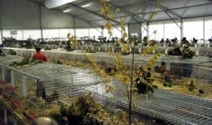 Fiera Ornitologica Internazionale