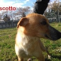 Biscotto in posa