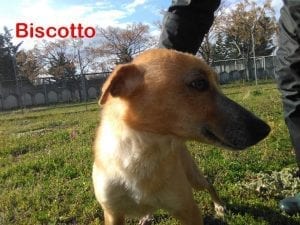 Biscotto in posa